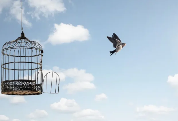 Oiseau s'envolant d'une cage ouverte. Ciel bleu avec nuages et soleil en arrière-plan
