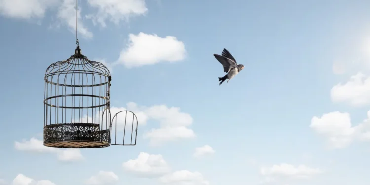 Oiseau s'envolant d'une cage ouverte. Ciel bleu avec nuages et soleil en arrière-plan